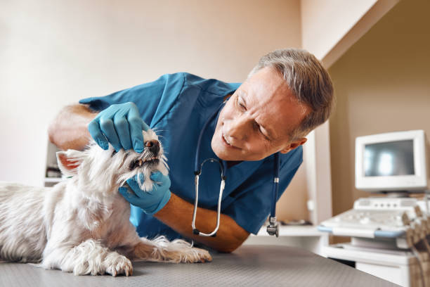 Best Same-Day Emergency Dental Services in Skidmore, TX